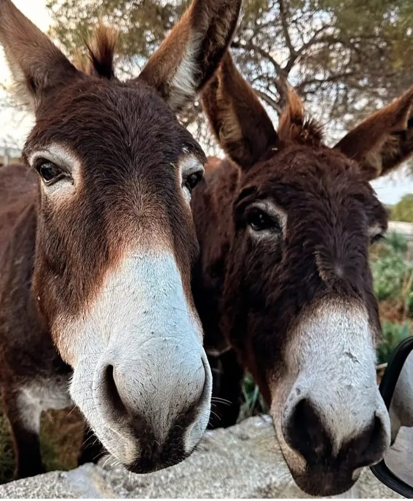 The Donkey Who Refused to Return